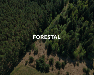 FORESTAL